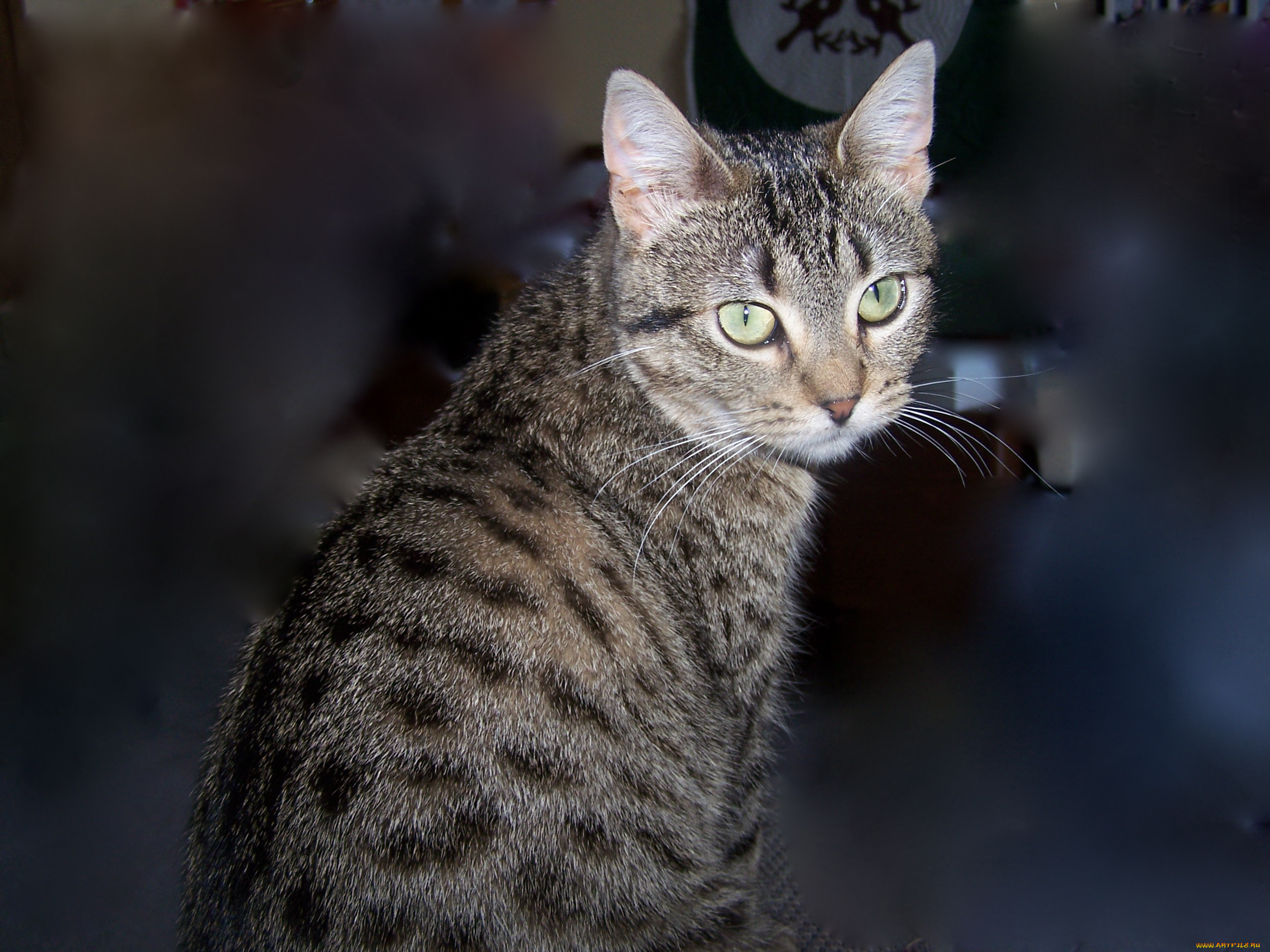 , , cat